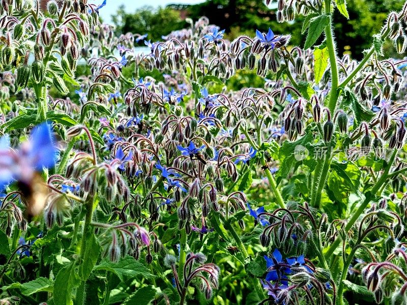 琉璃苣(Borago officinalis)